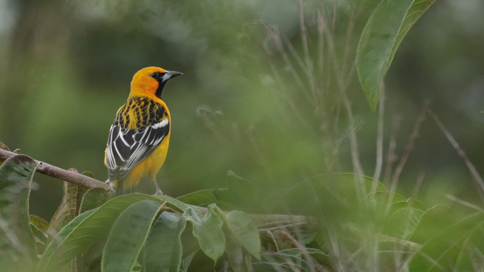 image Streak-backed Oriole